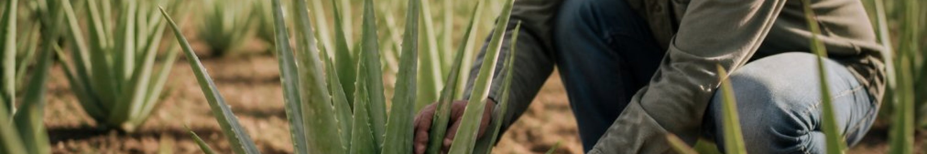 hvorfor-er-vores-aloe-vera-dyrere-1786933054