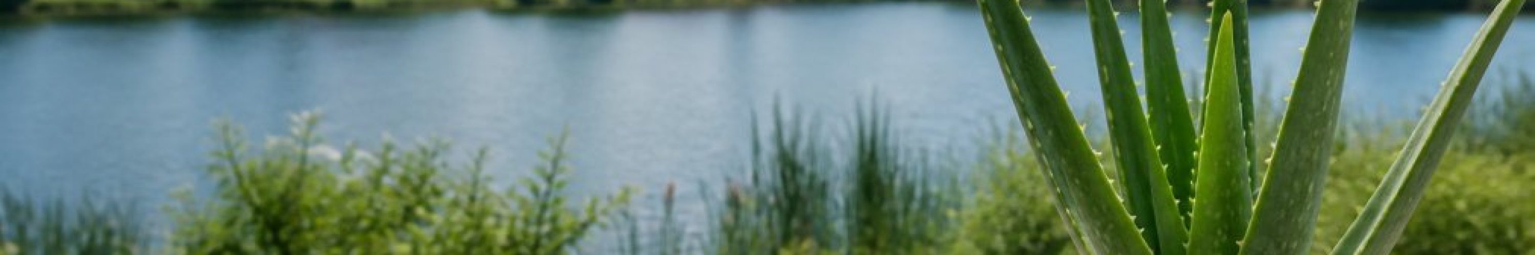 hvorfor-vaelge-aloe-vera-fra-horsens-en-guide-1786364329-2