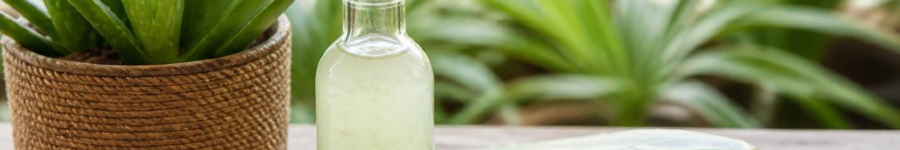 kob-aloe-vera-guide-til-produkter-og-planter-1786498705
