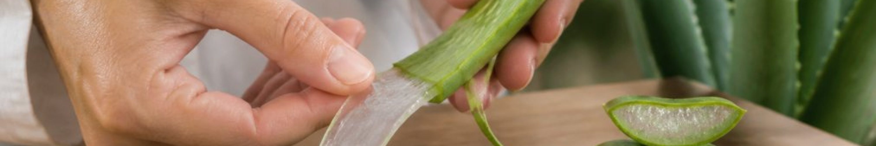 sadan-genkender-du-aegte-aloe-vera-1787628027
