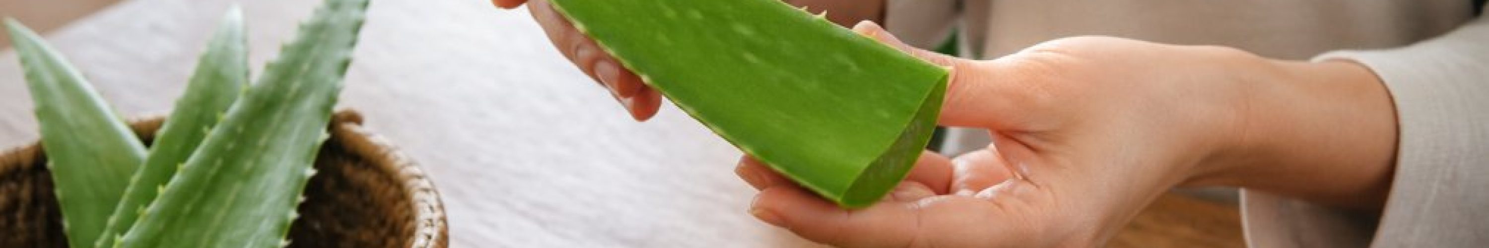 sadan-vaelger-du-rigtig-aloe-vera-1787884603